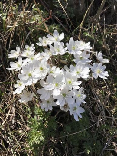 Weisse Leberblümchen