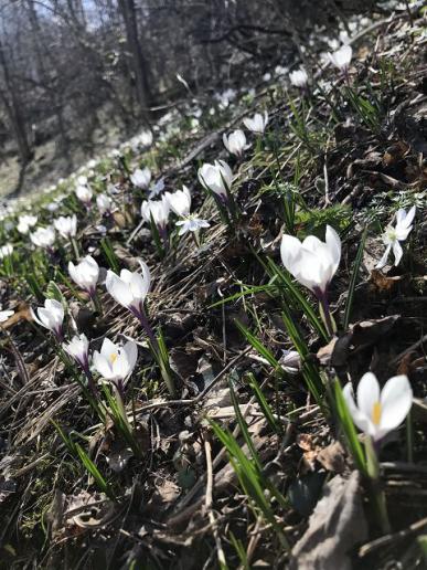Krokusse im Wald