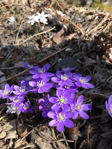 Leberblümchen