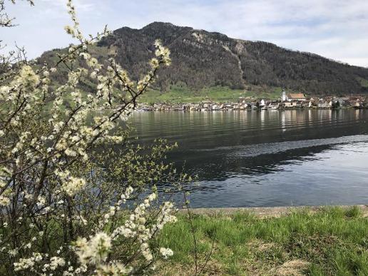 Arth am See SZ