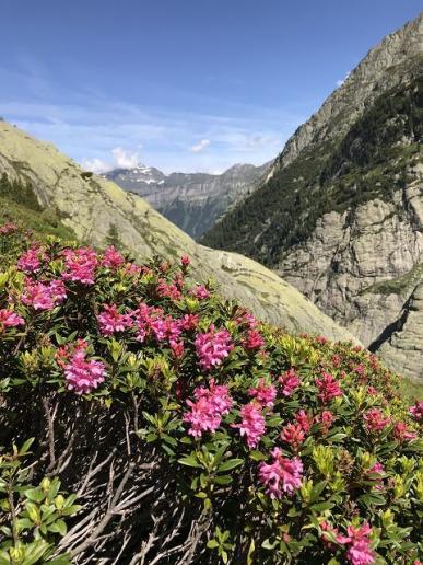 Alpenrosen