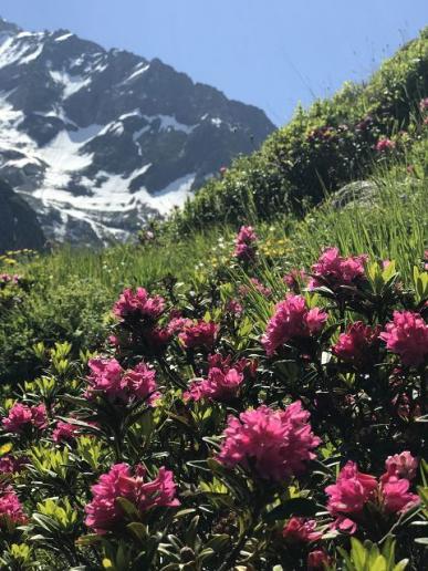 Alpenrosen