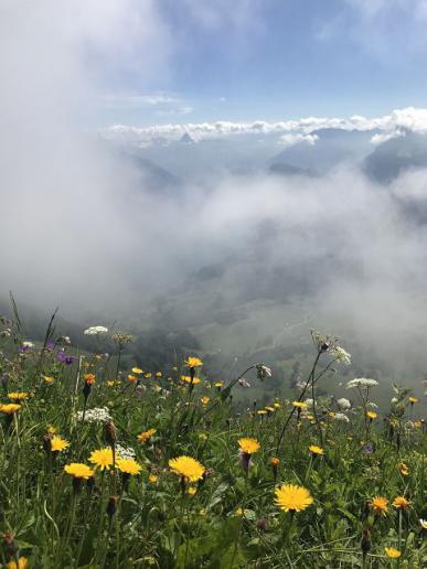Alpweiden