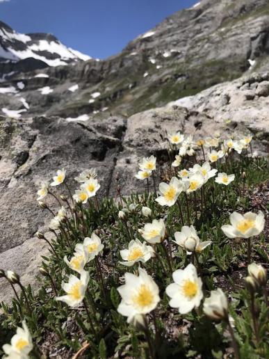 Bergrühling