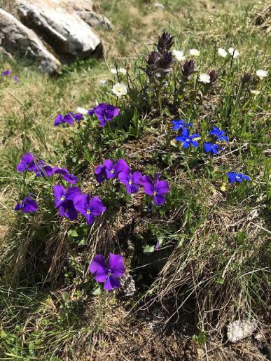 Blumenpracht