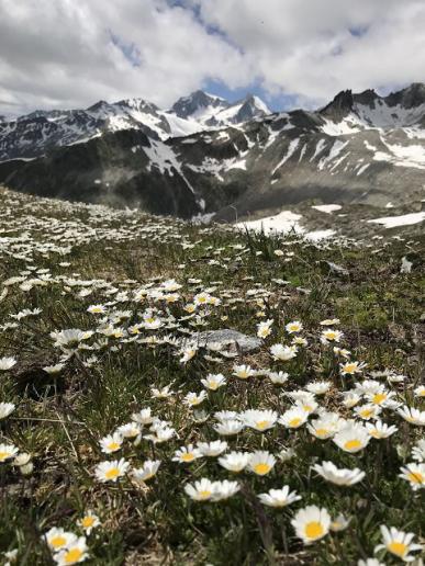 Frühling auf 2700 M.ü.M.