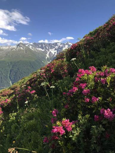 Alpenrosen