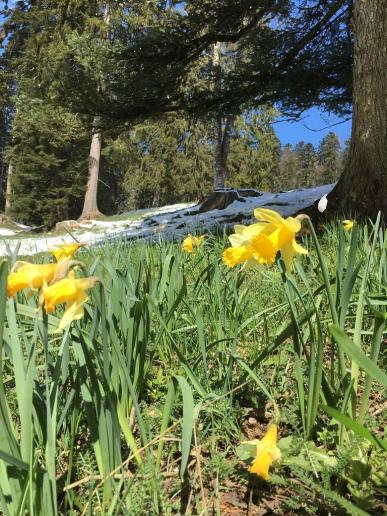 Wilde Aprilglocken