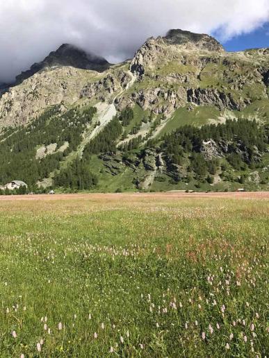 Sommerwiesen in Sils