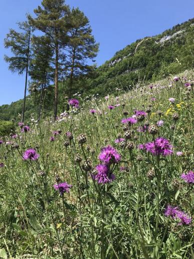 Wildblumenwiese