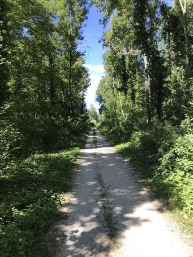 Durch den Wald