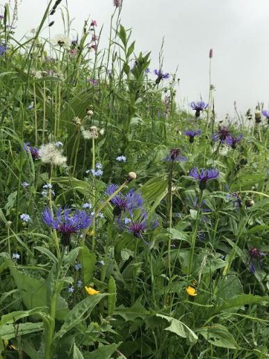 Reiche Flora