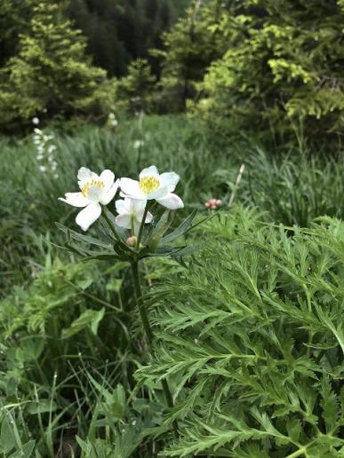 Narzisische Anemone