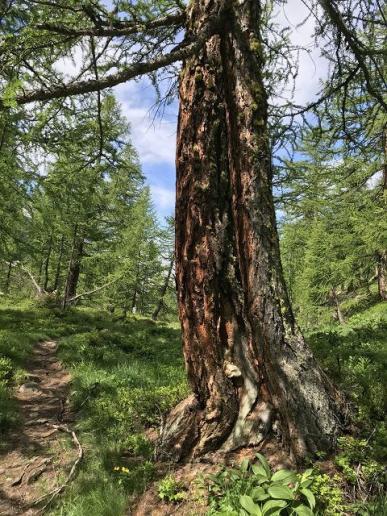Bergwald