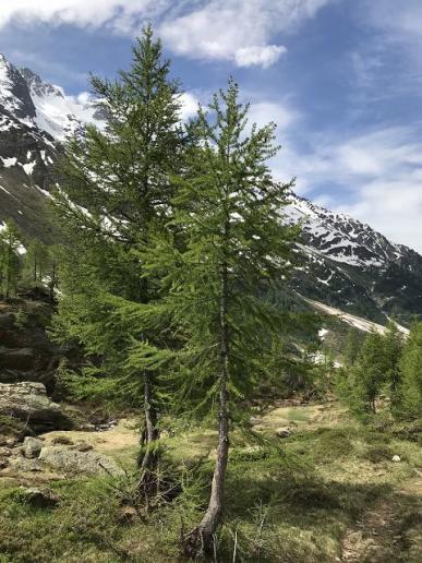 Baumgrün