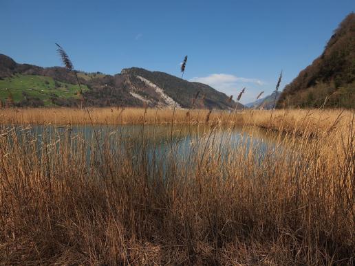 Riedlandschaft