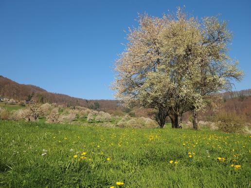 Kirschplantage