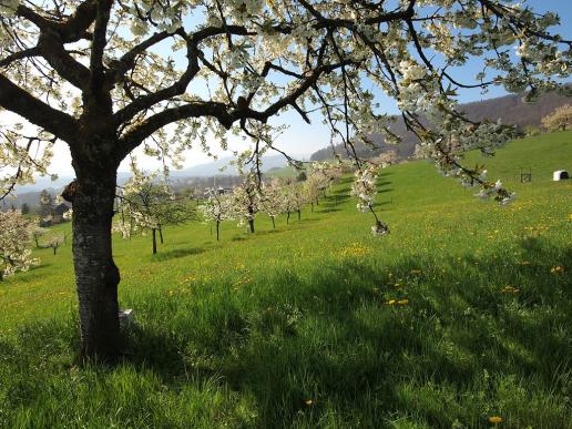 Kirschbäume Baselland