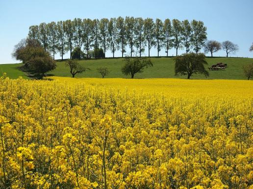 Der Raps in Vollblüte