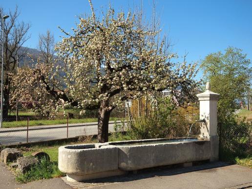 Viele Brunnen in Cortébert