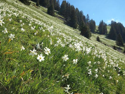 Neige de mai