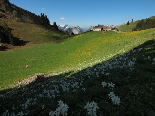 Alpe Culand