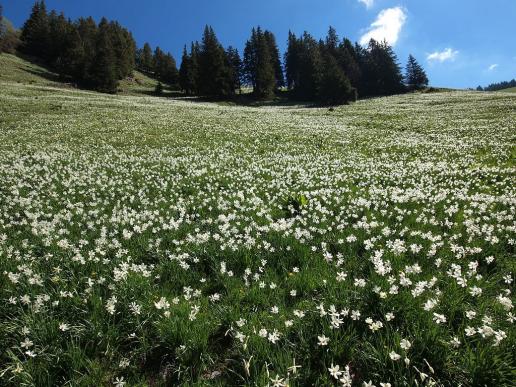 Maischnee