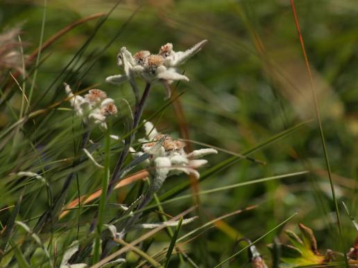 Edelweiss