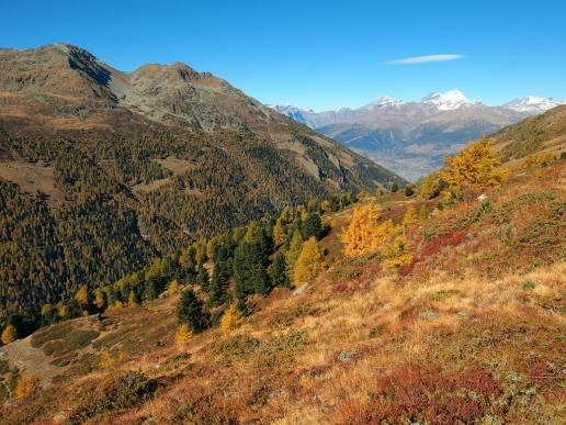 Pletschuhorn
