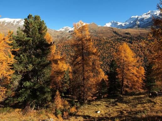 Walliser Herbst