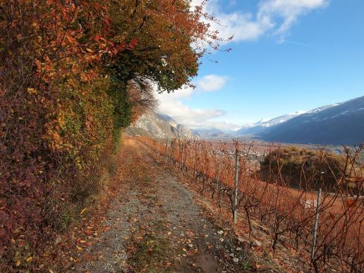 Chemin du Vignoble